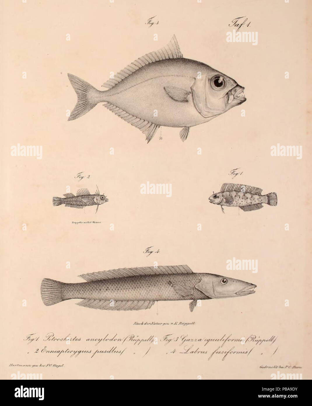 1092 Neue Wirbelthiere zu der Fauna von Abyssinien gehörig (1835) Gazza minuta + Petroscirtes ancylodon+Enneapterygius pusillus &Amp; Cheilio inermis Stockfoto