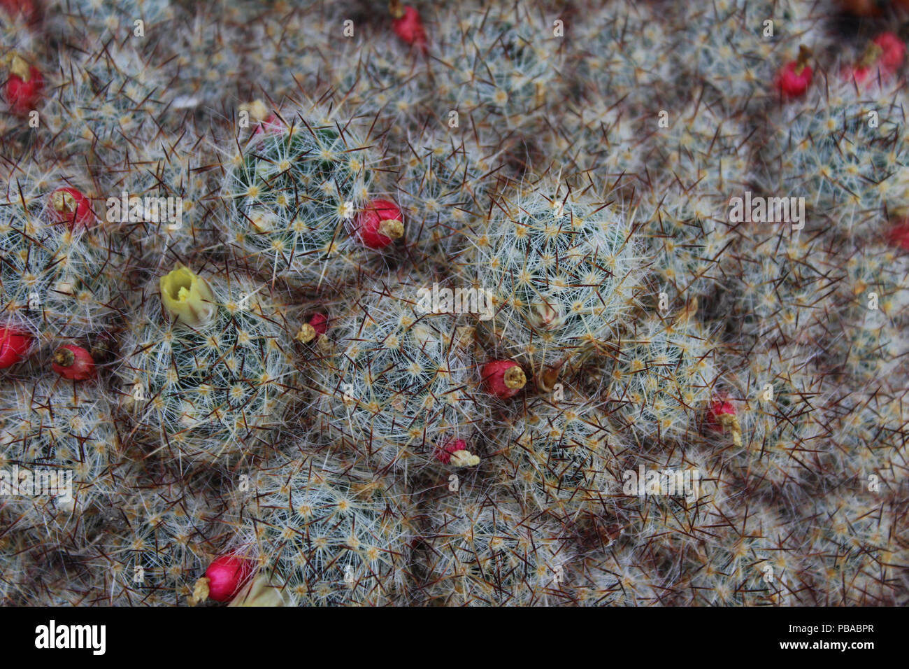 Kaktus abstrakten Hintergrund Stockfoto