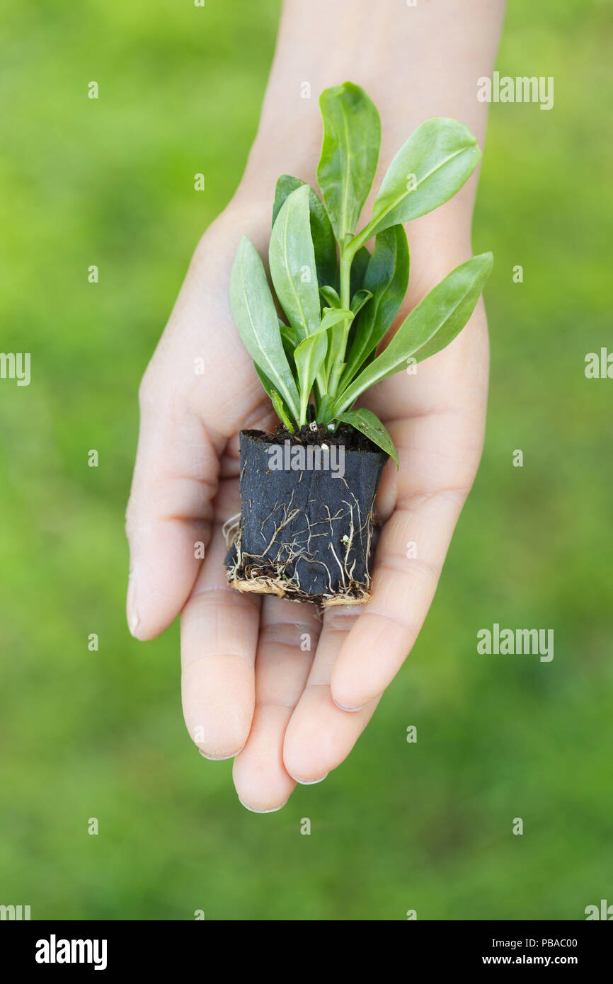 Eine Frau Gärtner hält einen Stecker in der Palme Ihrer Hand. Grüne Gras Hintergrund Stockfoto Eine Frau Gärtner hält einen Stecker in der Palme Ihrer Hand. Grüne Gras Hintergrund Stockfoto