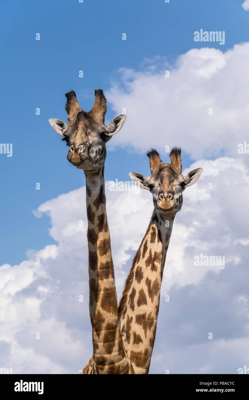 Masai Giraffen (Giraffa Camelopardalis tippelskirchi) Masai Mara, Kenia Stockfoto