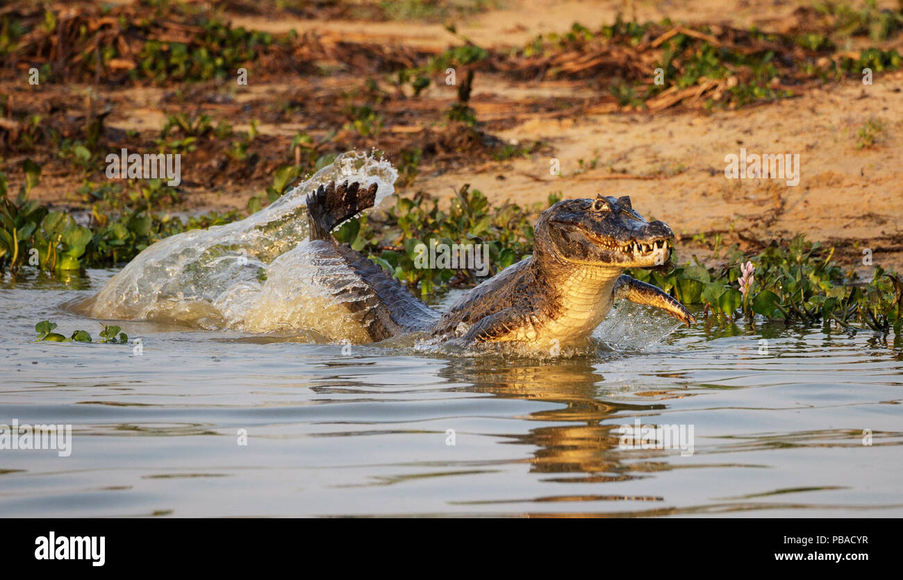 Yacare Kaimane (Caiman yacare) männliche Dominanz Display, Pantanal, Brasilien Stockfoto