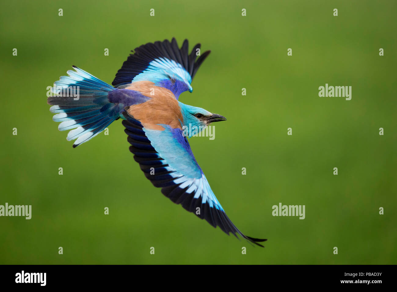 Europäische Rolle (Coracias garrulus) im Flug, Pusztaszer, Ungarn, Mai. Stockfoto