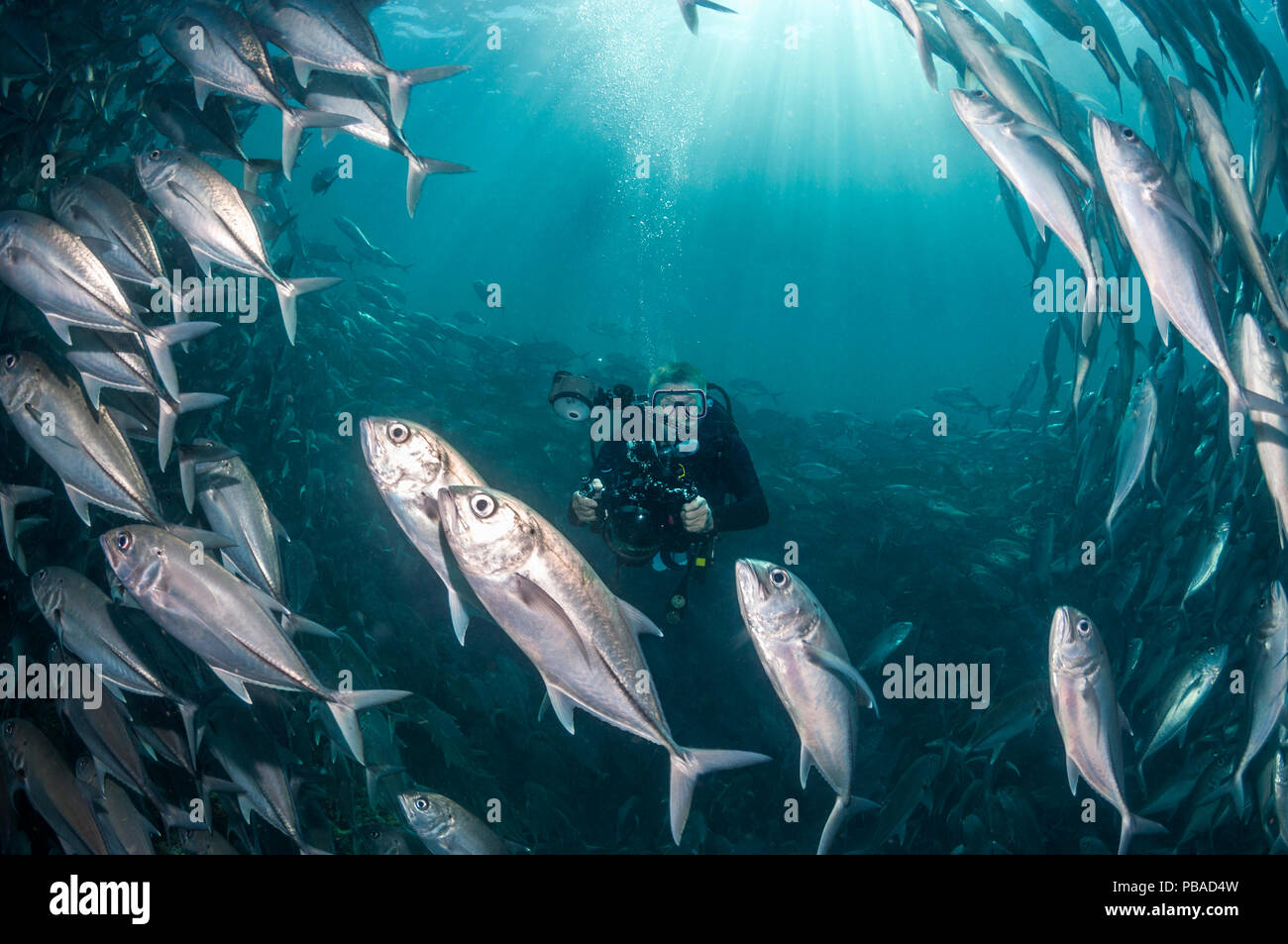 Taucher Fotografieren einer Schule der Großaugen Makrelen (Caranx sexfasciatus) Sipadan, Malaysia. November 2015. Stockfoto