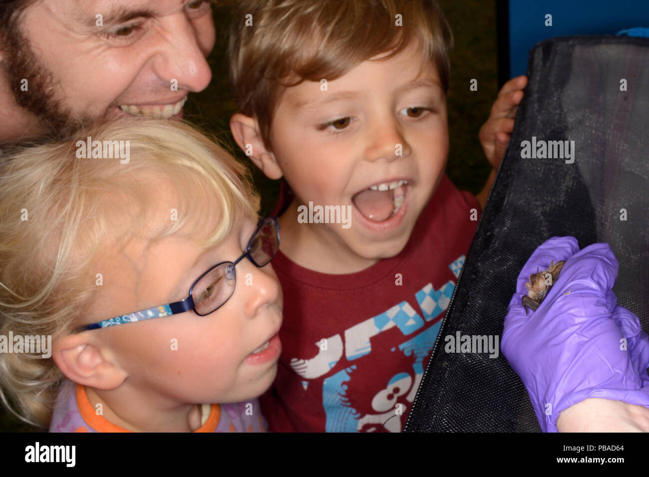 Braunes Langohr (Plecotus auritus) mit zwei Kindern und ihrem Vater von Samantha Pickering zu einem Öffentlichkeitsarbeit Veranstaltung, Garfield, Großbritannien, Oktober 2015 gezeigt. Model Released. Stockfoto