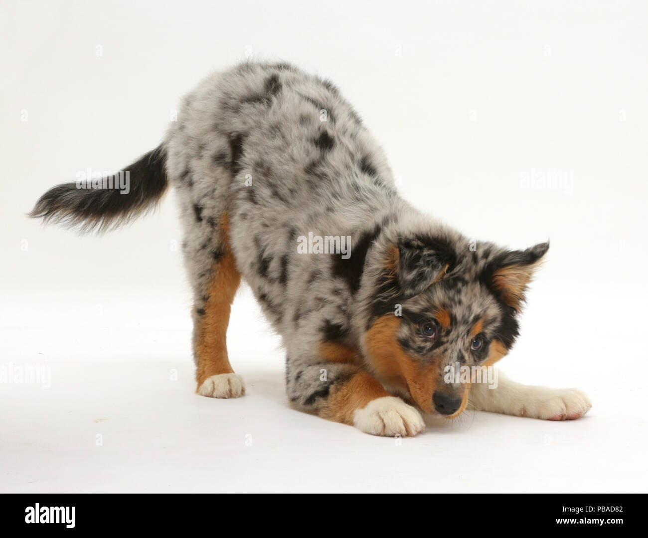 Australian Shepherd Welpen ab 16 Wochen, im Spiel - Bug Haltung. Stockfoto