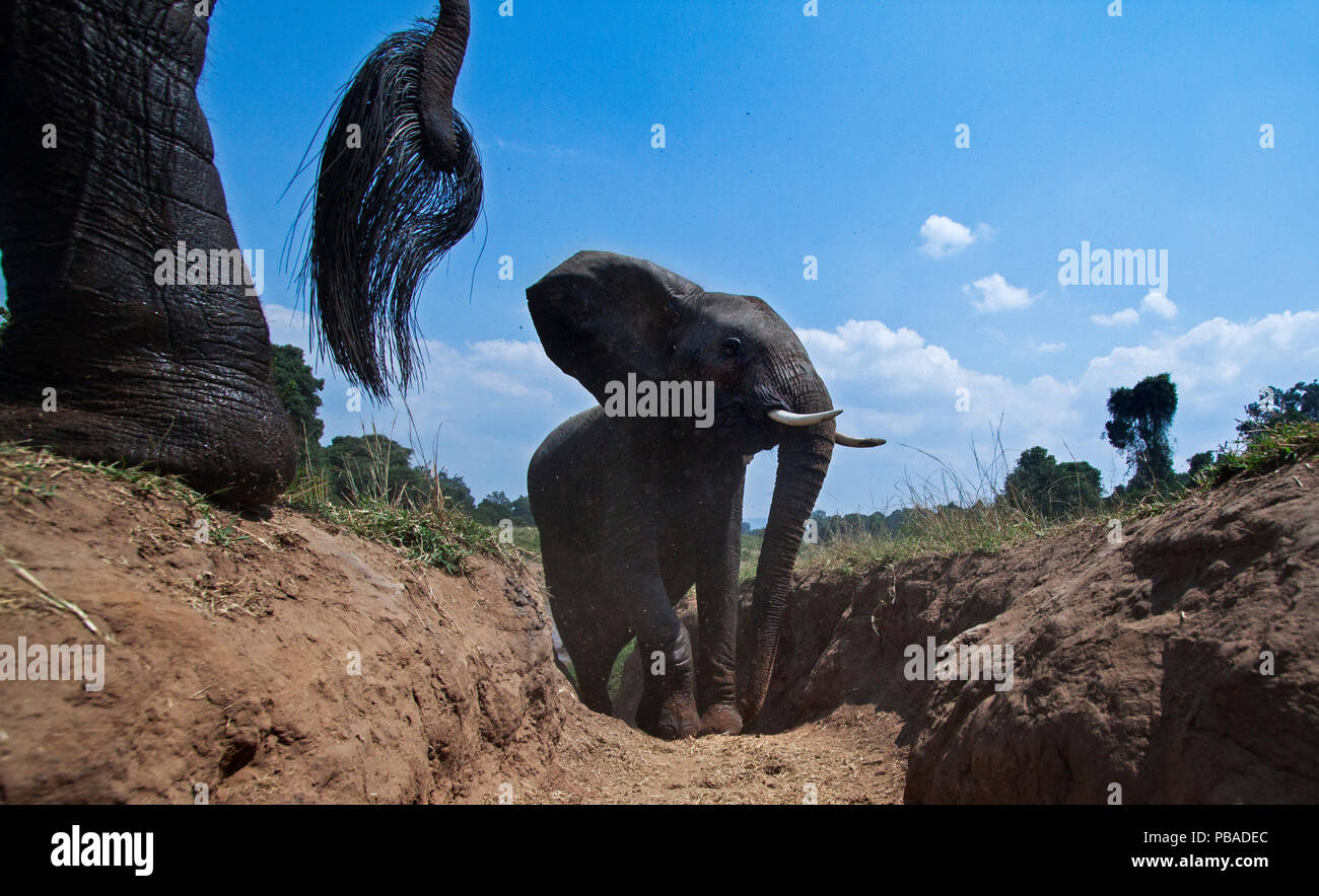 Afrikanischer Elefant (Loxodonta africana) gehen bis eine Wasserrinne aus der Mara River, Weitwinkel Perspektive mit einer entfernten Kamera genommen. Masai Mara National Reserve, Kenia. Stockfoto