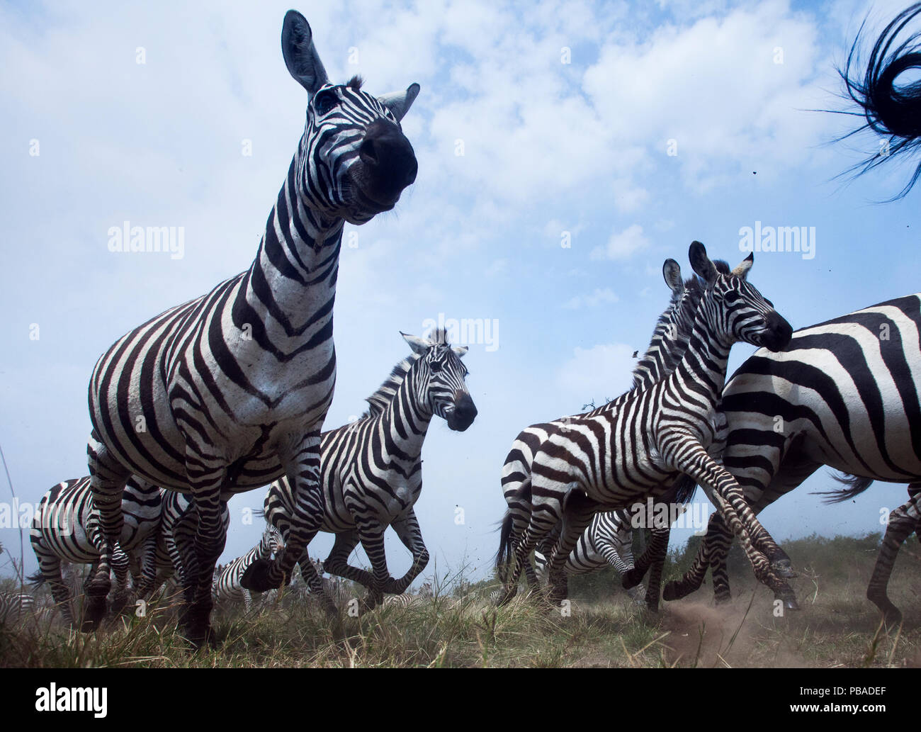 Gemeinsame oder Ebenen Zebra (Equus quagga burchellii) Herde auf dem verschieben, Weitwinkel Perspektive mit einer entfernten Kamera genommen. Masai Mara National Reserve, Kenia. Stockfoto