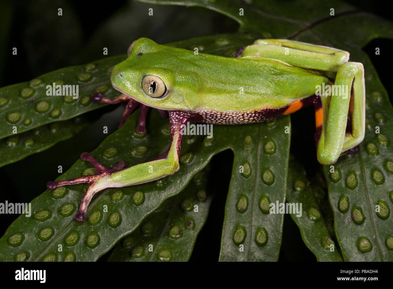 Agua Rica leaf Frog (Phyllomedusa Ecuatoriana) unverlierbaren, endemisch in Agua Rica, Ecuador. Gefährdete Arten. Stockfoto