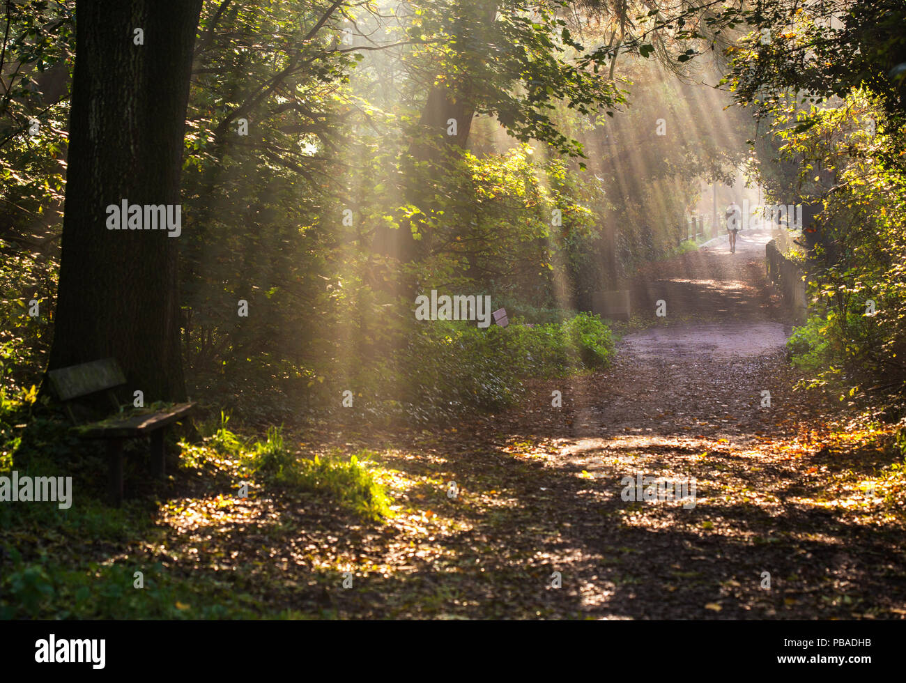 Runner auf Sonnenbeschienenen weg am frühen Morgen, cose der Vale der Gesundheit Hampstead Heath, London, England, UK. November 2015. Stockfoto