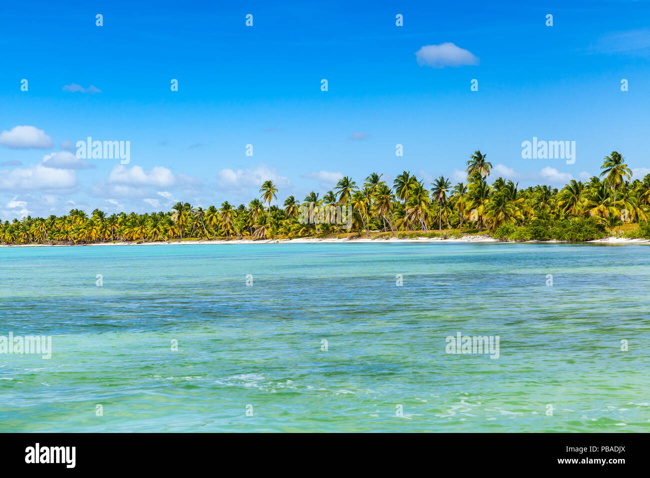 Hintergrund Foto der karibischen Küste mit Palmen wachsen auf den strand von Saona Insel. Dominikanische Republik Stockfoto