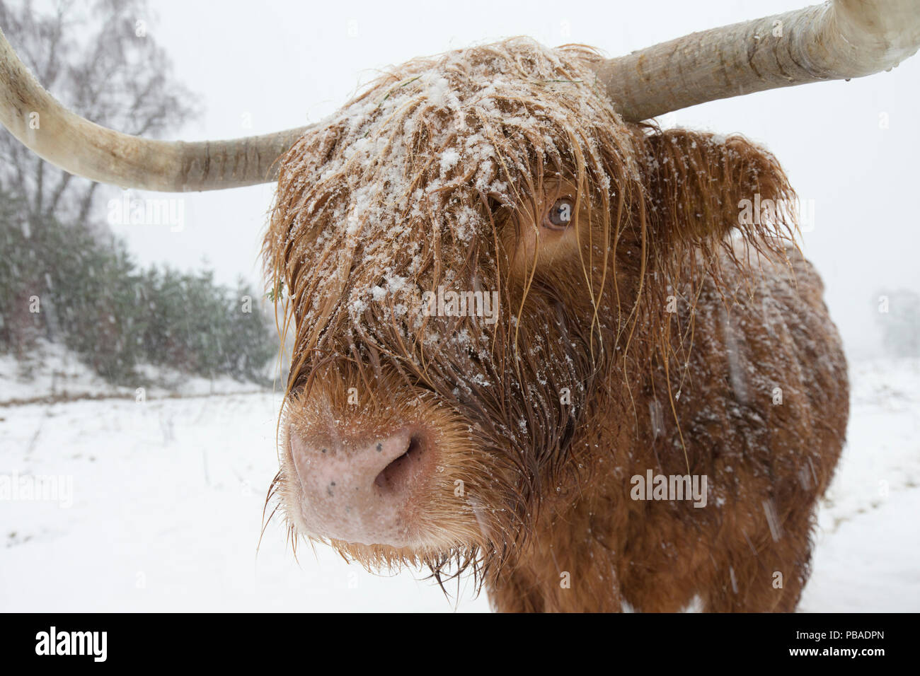 Highland Kuh in Blizzard, Schottland, UK, Dezember. Stockfoto