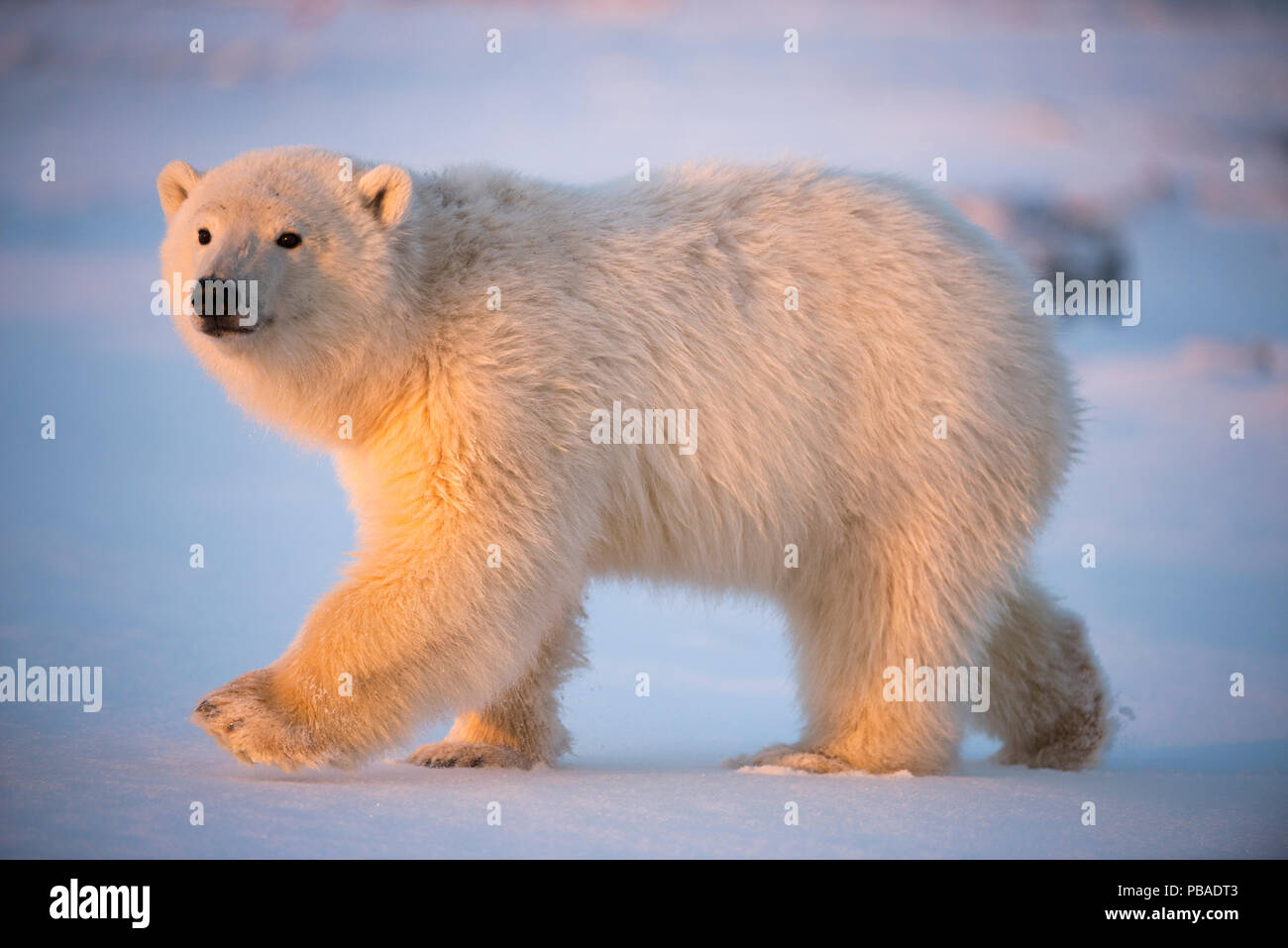 Junge Eisbär (Ursus maritimus) Wandern auf Neu gebildete Packeis, in der Nähe von Kaktovik, Barter Island, North Slope, Alaska, USA, Oktober. Gefährdete Arten. Stockfoto