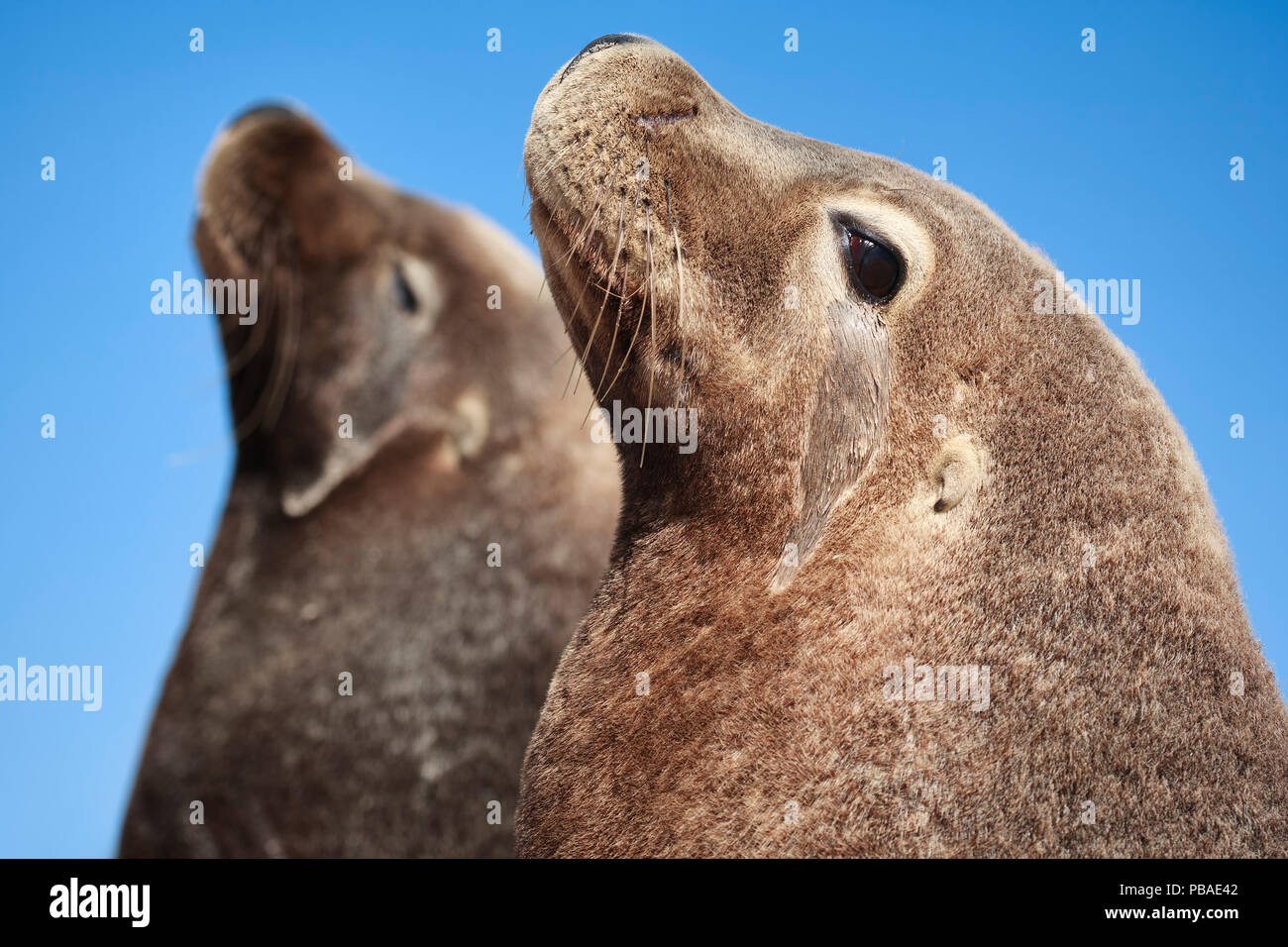 Australische Seelöwen (Neophoca cinerea) zwei Männer, nebeneinander sitzen. Carnac Insel, Western Australia. Es ist das einzige Seelöwenkolonie in der Welt, die nur Männer. Stockfoto