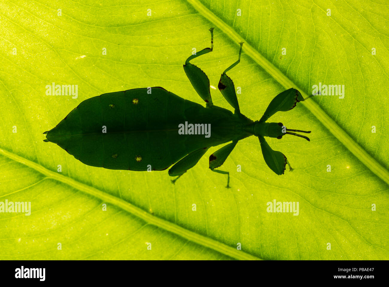 Australische blatt Insekt (Phyllium monteithi) gegen Blatt, Queensland, Australien. Stockfoto