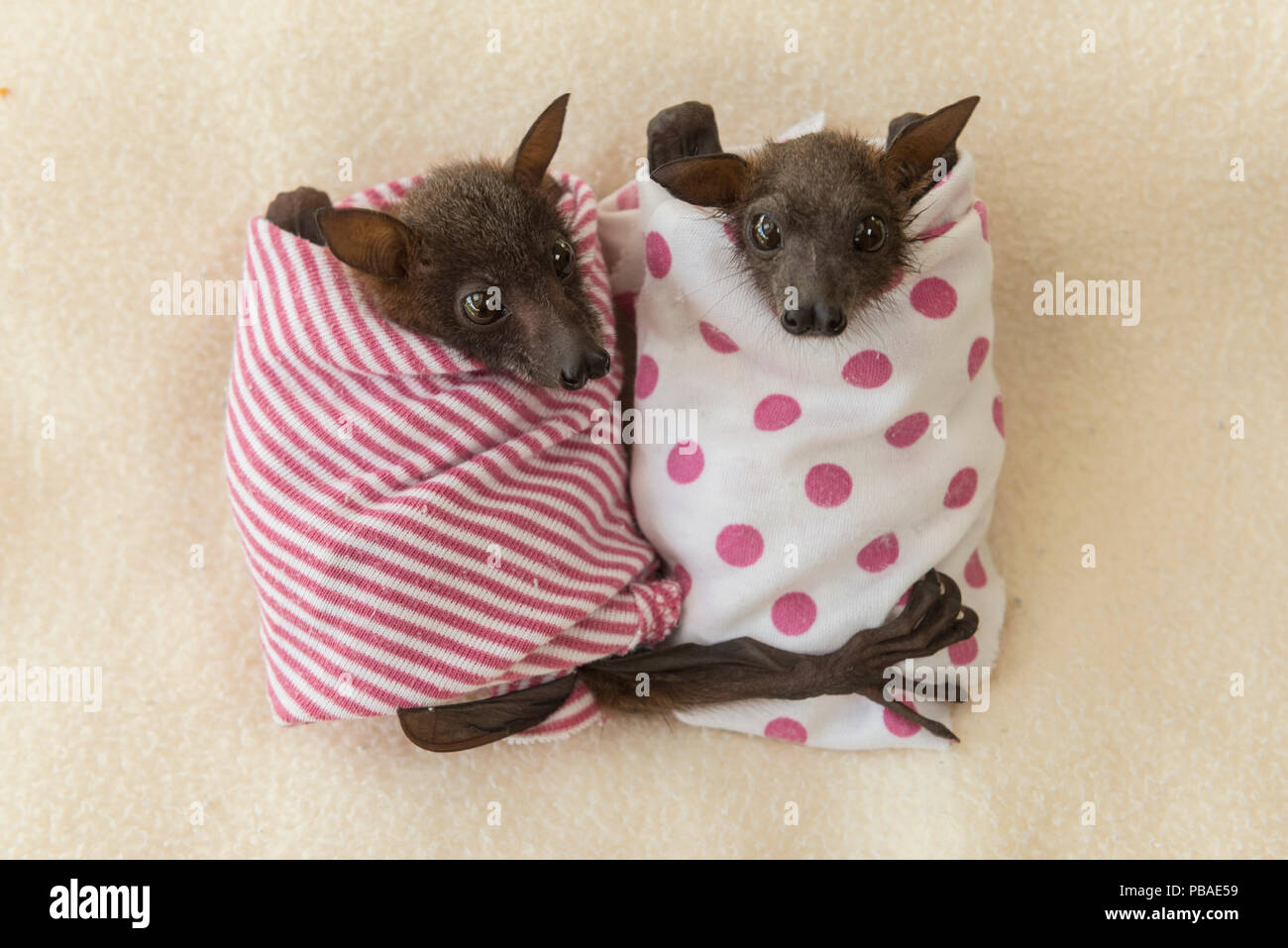 Kleine rote Flying Fox (Pteropus scapulatus) Babys in Decken an Tolga Bat Krankenhaus, Queensland, Australien. Stockfoto