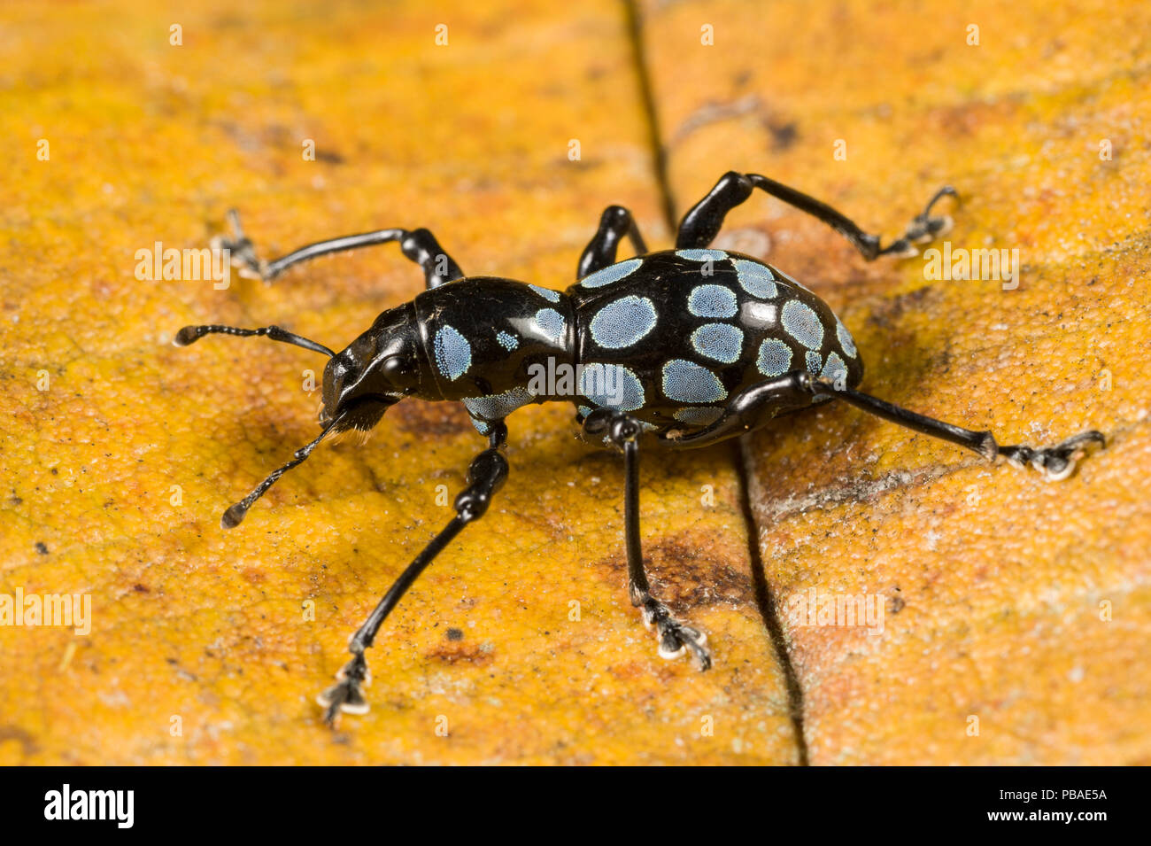 Polka Dots Käfer Rüsselkäfer (Pachyrrhynchus congestus) Queensland, Australien. Stockfoto
