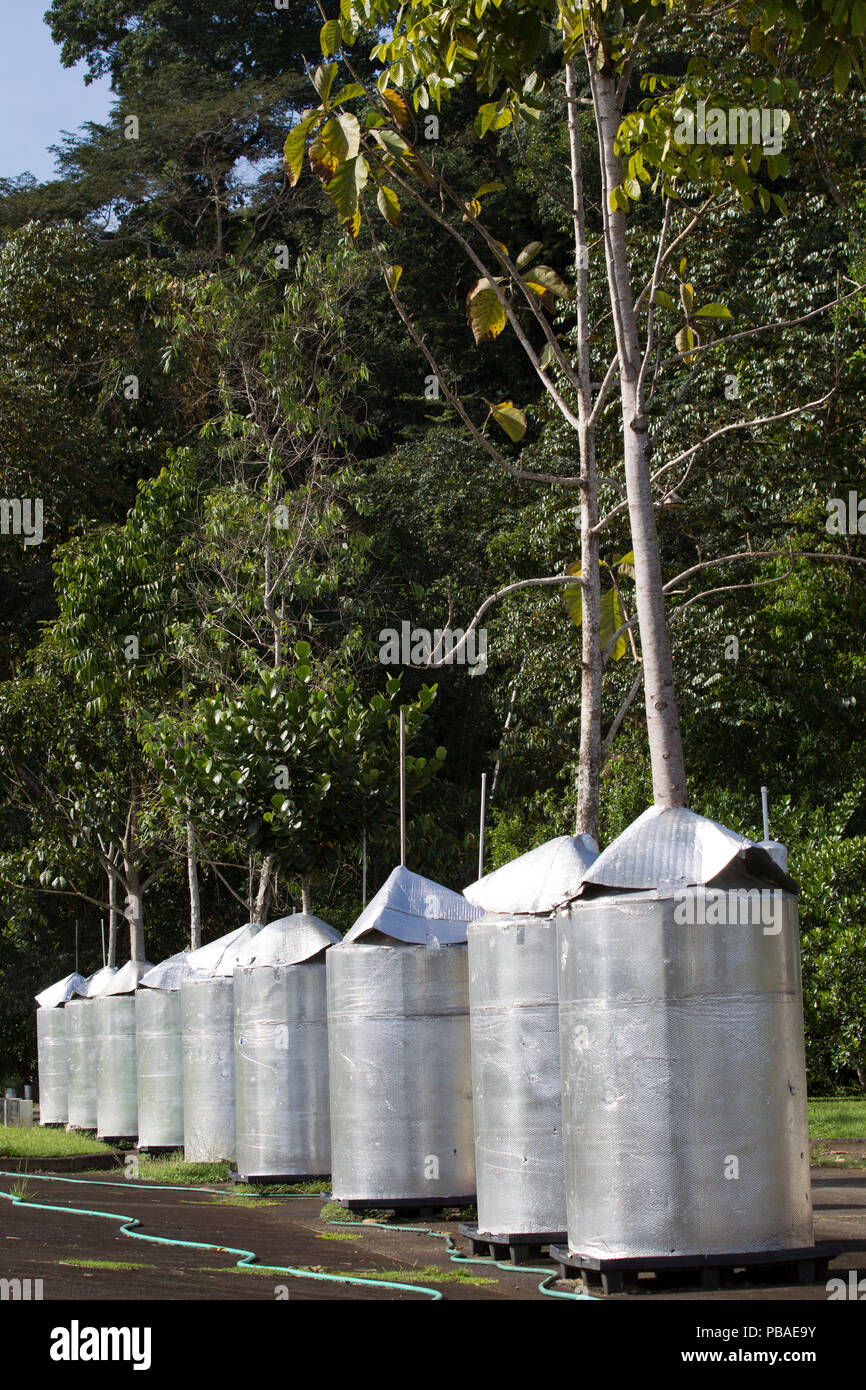Der Winter Labor Experimente studieren die chemisch-physiologischen Grundlagen, wie Tropische Pflanzen mit der Umwelt und Reagieren auf Umweltstress interagieren. Gamboa, Panama. November 2012. Stockfoto