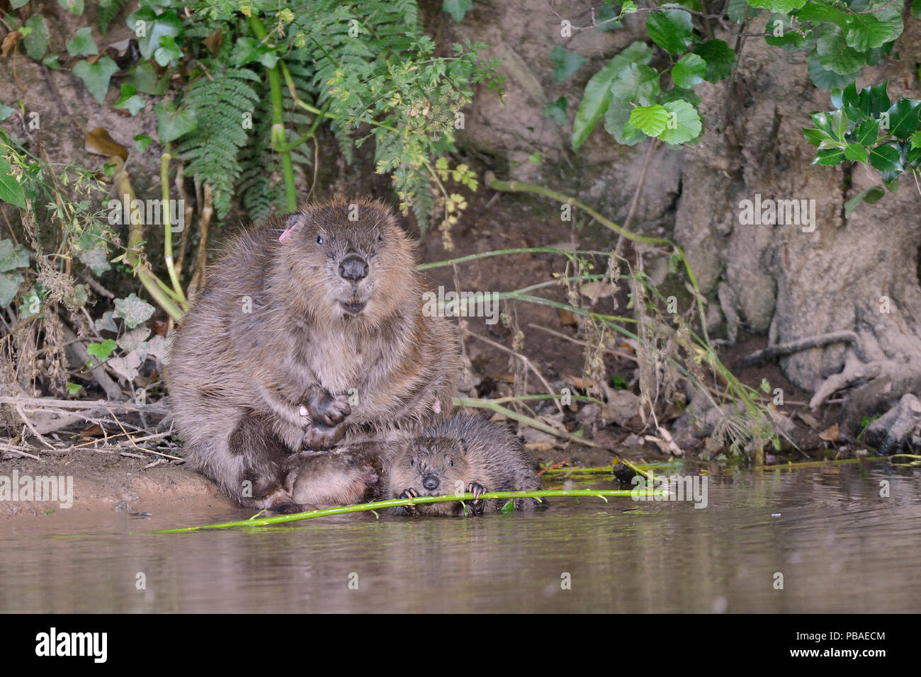 Eurasischen Biber (Castor Fiber) weibliche Pflege am Rande des Flusses Otter als eines der Kits nagt Ein willow Bäumchen, die Sie für die Familie gebracht hat, APC, Devon, Großbritannien, Juli. Teil von Devon Wildlife Trust Devon Beaver Trial. Stockfoto