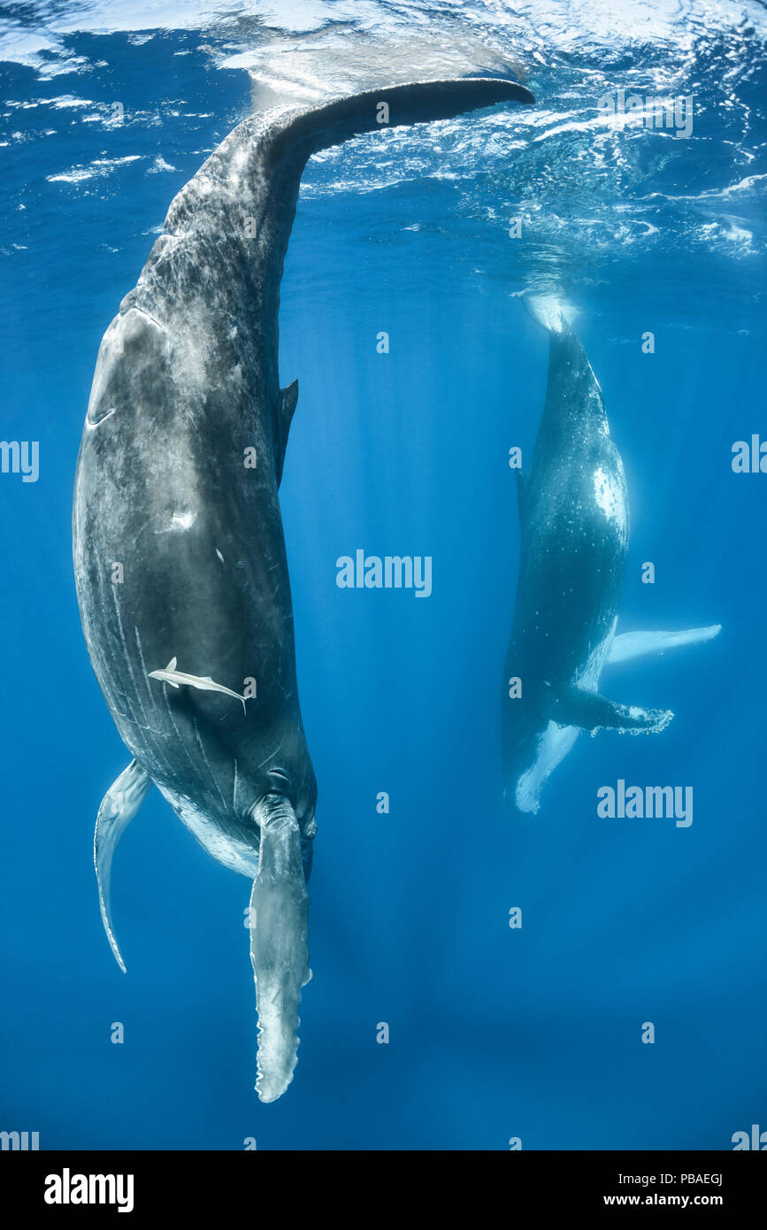 Buckelwale (Megaptera novaeangliae) weibliche Kalb ihrer Mutter, im Hintergrund sichtbar nachahmt. Die erwachsenen Weibchen hatte die Gewohnheit des ruhenden mit Ihrem Fluke an der Oberfläche. Vava'u, Königreich Tonga. Im pazifischen Ozean. Stockfoto