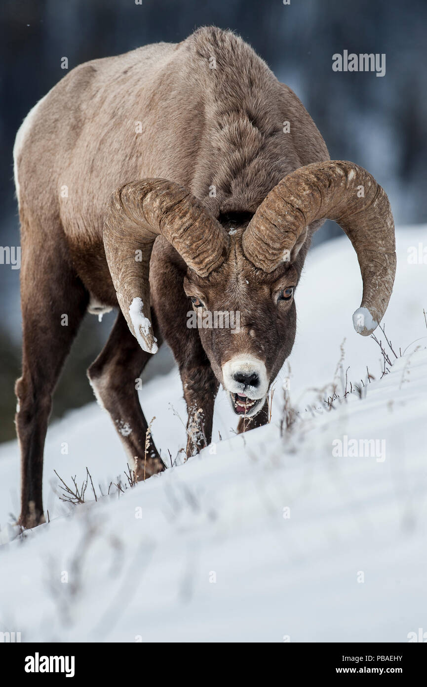 Rocky Mountain Bighorn Schafe (Ovis canadensis canadensis) Männer auf der Suche nach Weiden unter tiefen Schnee. Lamar Valley, Yellowstone National Park, Wyoming, USA. Januar Stockfoto