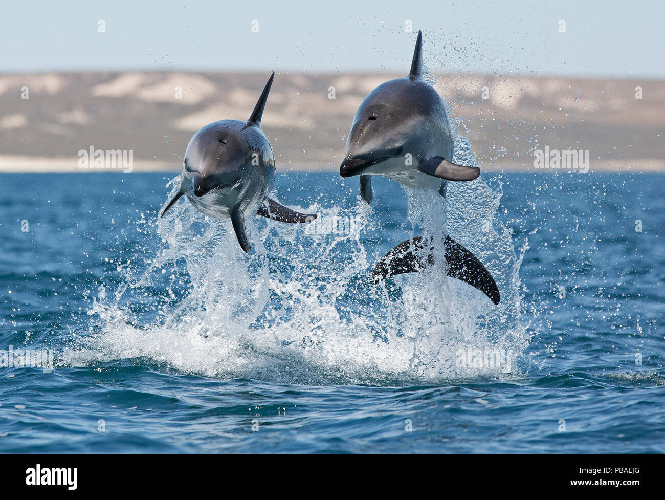 Dusky-delphinen (Lagenorhynchus Obscurus) porpoising, Puerto Madryn, Halbinsel Valdez, Argentinien, Dezember. Stockfoto