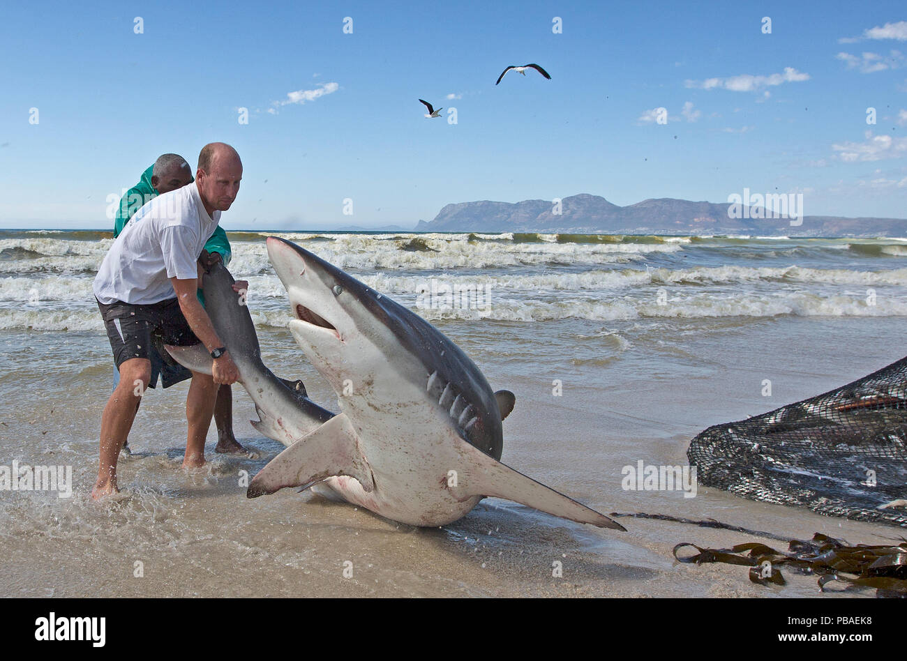 Bronze Whaler Shark (Carcharhinus Brachyurus), in traditionellen seine