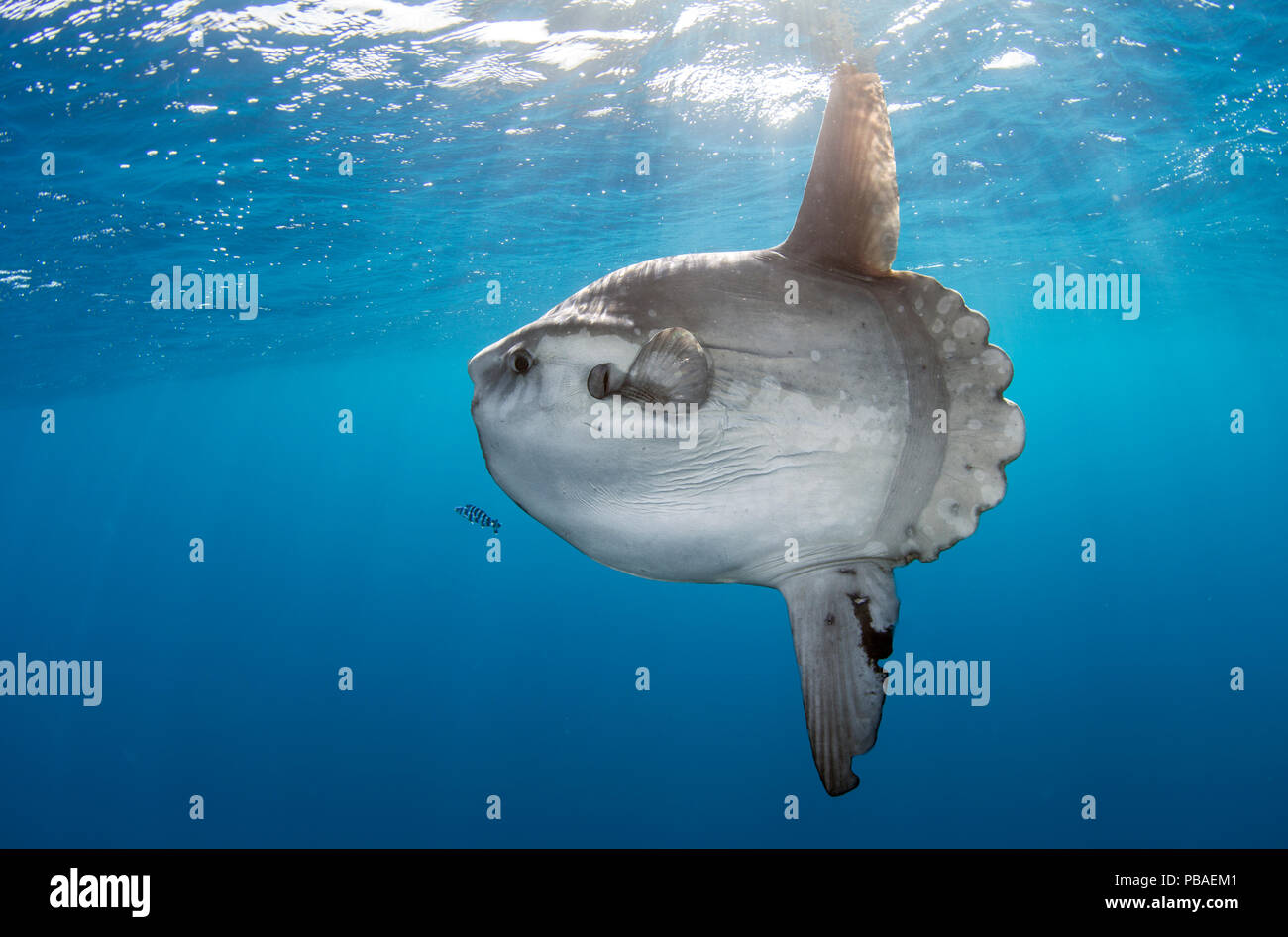 Mondfisch (Mola Mola) am Kap der guten Hoffnung, Südafrika. Stockfoto