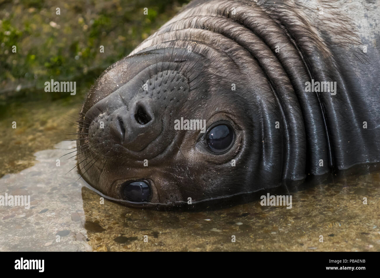 South Atlantic See-Elefant (Mirounga leonina leonina) pup in gezeitentümpel am Strand ausruhen, Halbinsel Valdes, Chubut, Patagonien, Argentinien Stockfoto