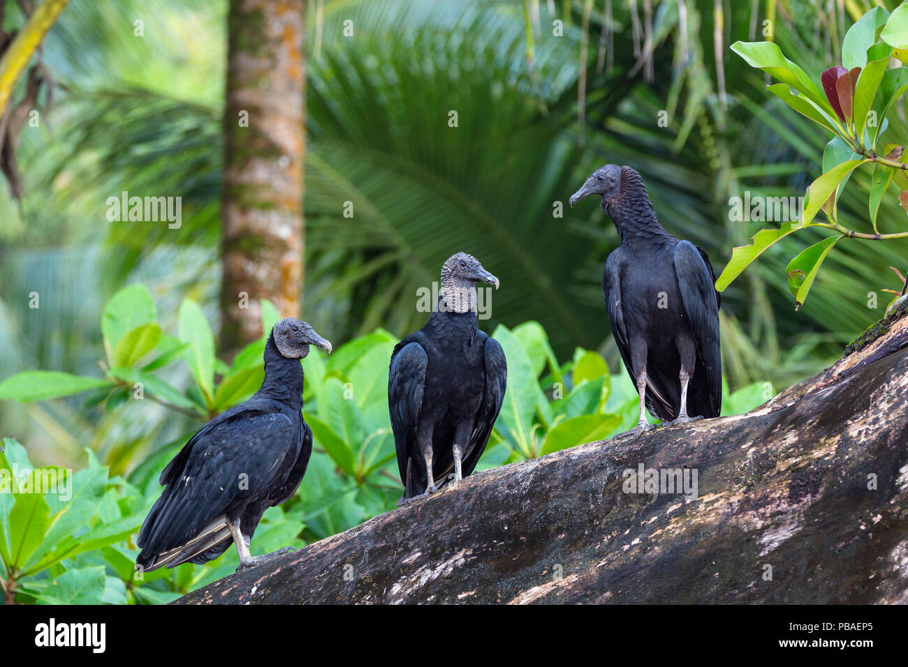 Schwarze Geier (Coragyps atratus) Trinidad, West Indies. Stockfoto