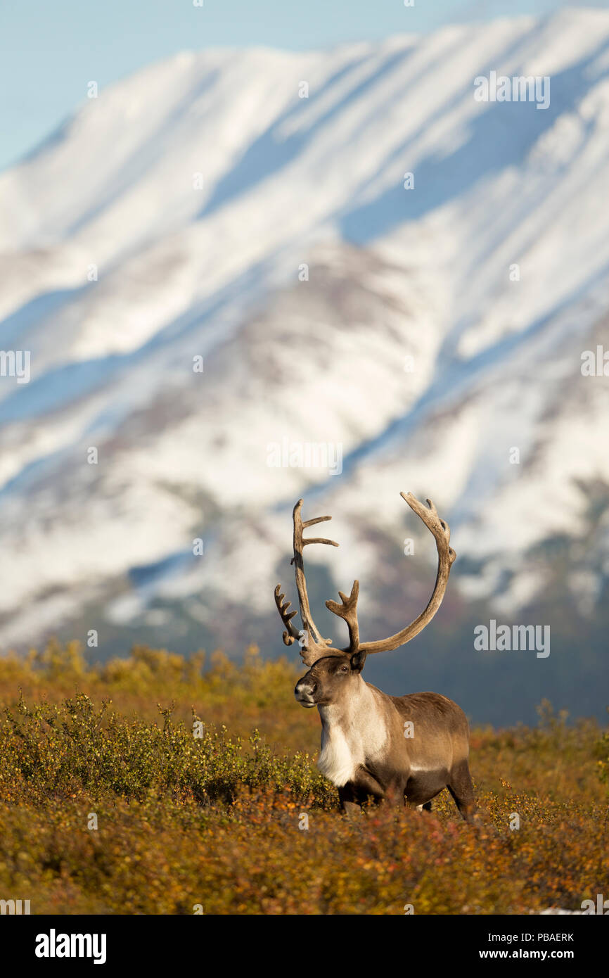 Caribou/Rentier Stier (Rangifer tarandus) Beweidung, Denali National Park, Alaska, USA, September Stockfoto