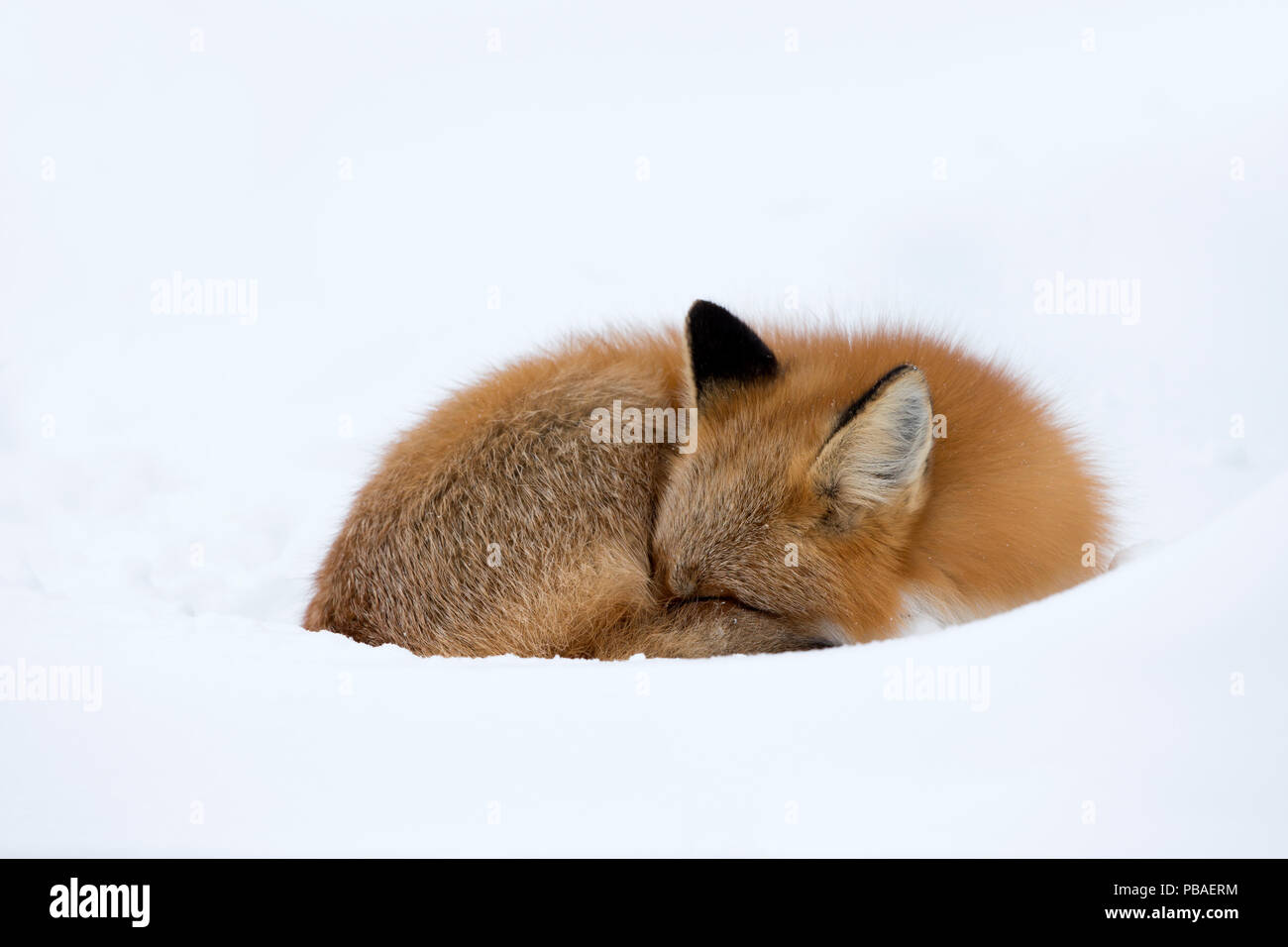 Red Fox (Vulpes vulpes) schlafend in den Schnee, Churchill, Cananda, November Stockfoto