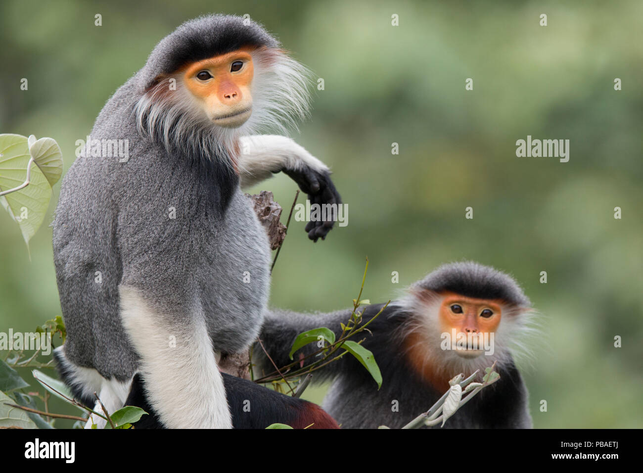 Rot-shanked Les Marines langur (Pygathrix nemaeus) erwachsenen männlichen und weiblichen, Vietnam Stockfoto