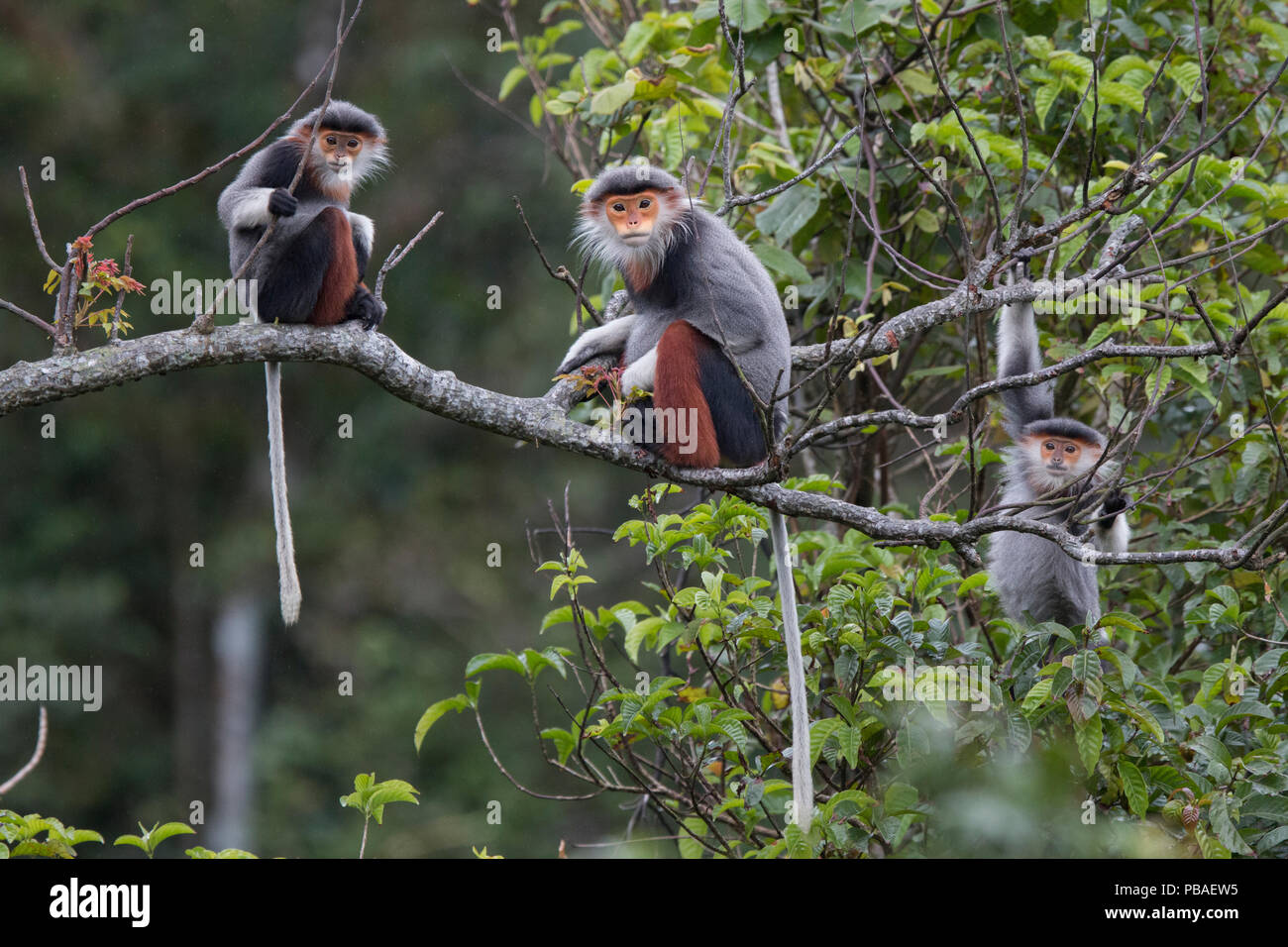 Rot-shanked Les Marines langur (Pygathrix nemaeus) erwachsenen Frauen und Jugendlichen auf Ast, Vietnam Stockfoto