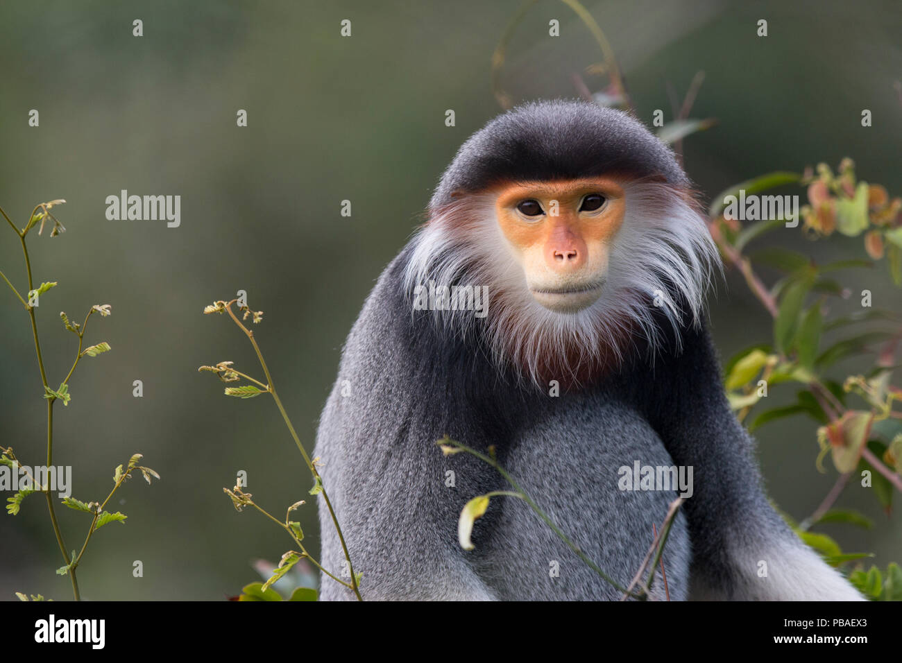 Rot-shanked Les Marines langur (Pygathrix nemaeus) erwachsenen männlichen Portrait, Vietnam Stockfoto