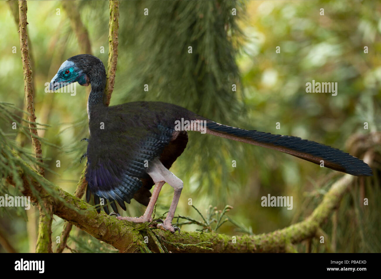 Fotografische Rekonstruktion des Archaeopteryx von Paul D. Stewart. Die Fossilien dieser Art wurde von 150 Millionen Jahren, und wird als Phase zwischen gefiederte Dinosaurier und moderne Vögel gedacht. Stockfoto