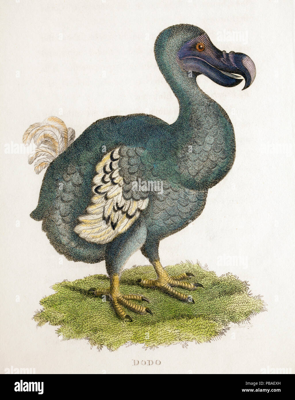 Antike Kupfer Platte Abbildung eines Dodo (Raphys cucullatus) "Zoologische Vorlesungen' von George Shaw, 1809, Ill. von Frau Griffith. Stockfoto