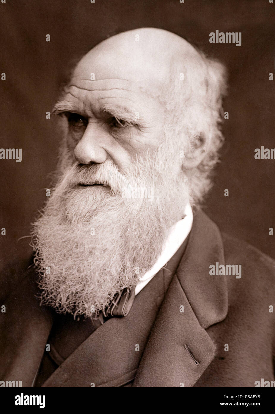 Foto der Charles Darwin durch Sperren & Whitfield 1877 übernommen und in "Männer von Mark" 1878 veröffentlicht. Stockfoto