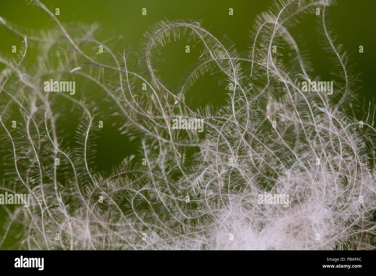 Gemeinsame Eiderente (Somateria Mollissima) Nahaufnahme von daunenfedern,  die Qualität der kleine Haken macht die Daunendecke der beste Isolator,  Vega Archipel, Norwegen Juni Stockfotografie - Alamy