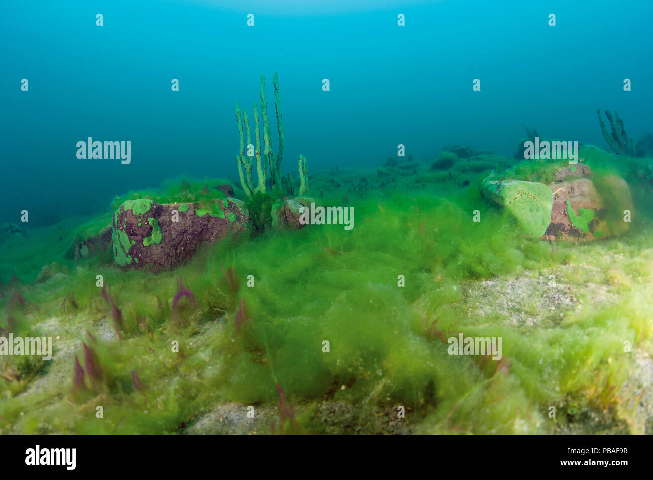 Teppich des Sterbens faserigen Algen und Cyanobakterien, Baikalsee, Sibirien, Russland. Juli 2015. Stockfoto