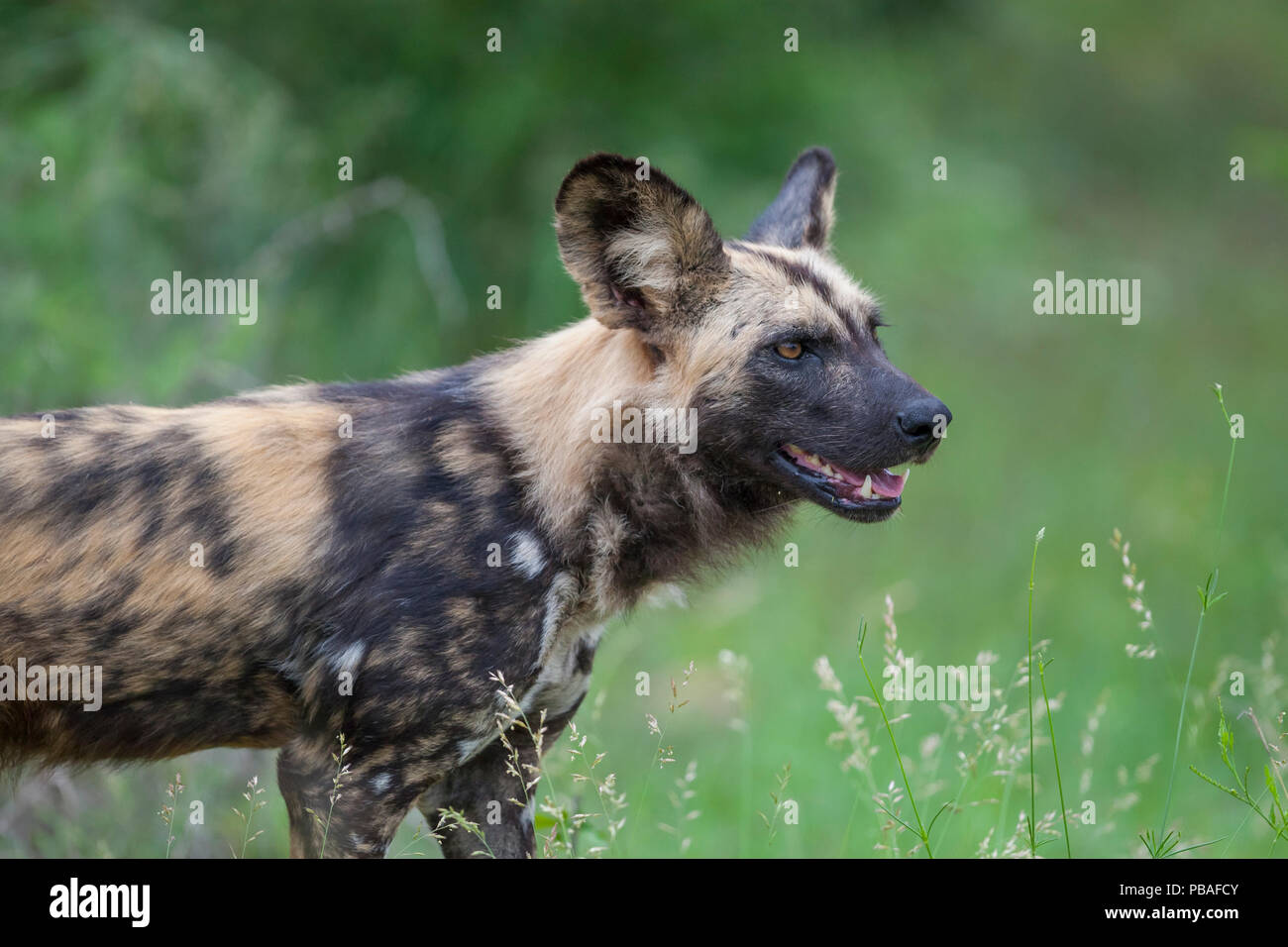 Ein Afrikanischer Wildhund (Lycaon pictus) steht an einem Sommermorgen in der südlichen Region von Südafrika Krüger Nationalpark. Die afrikanischen Wilden Hund wird von der IUCN als gefährdet und ist im Rückgang begriffen. Stockfoto