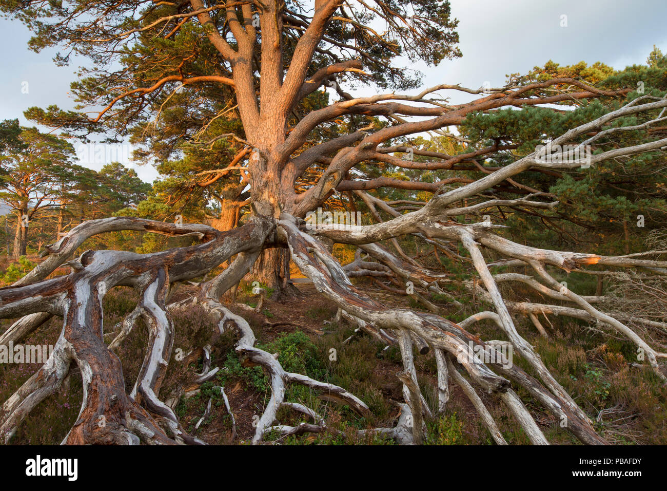 Kabelsalat der toten Ästen der Veteran Gemeine Kiefer (Pinus sylvestris), Rothiemurchus Wald, Cairngorms National Park, Schottland, UK, September. Stockfoto