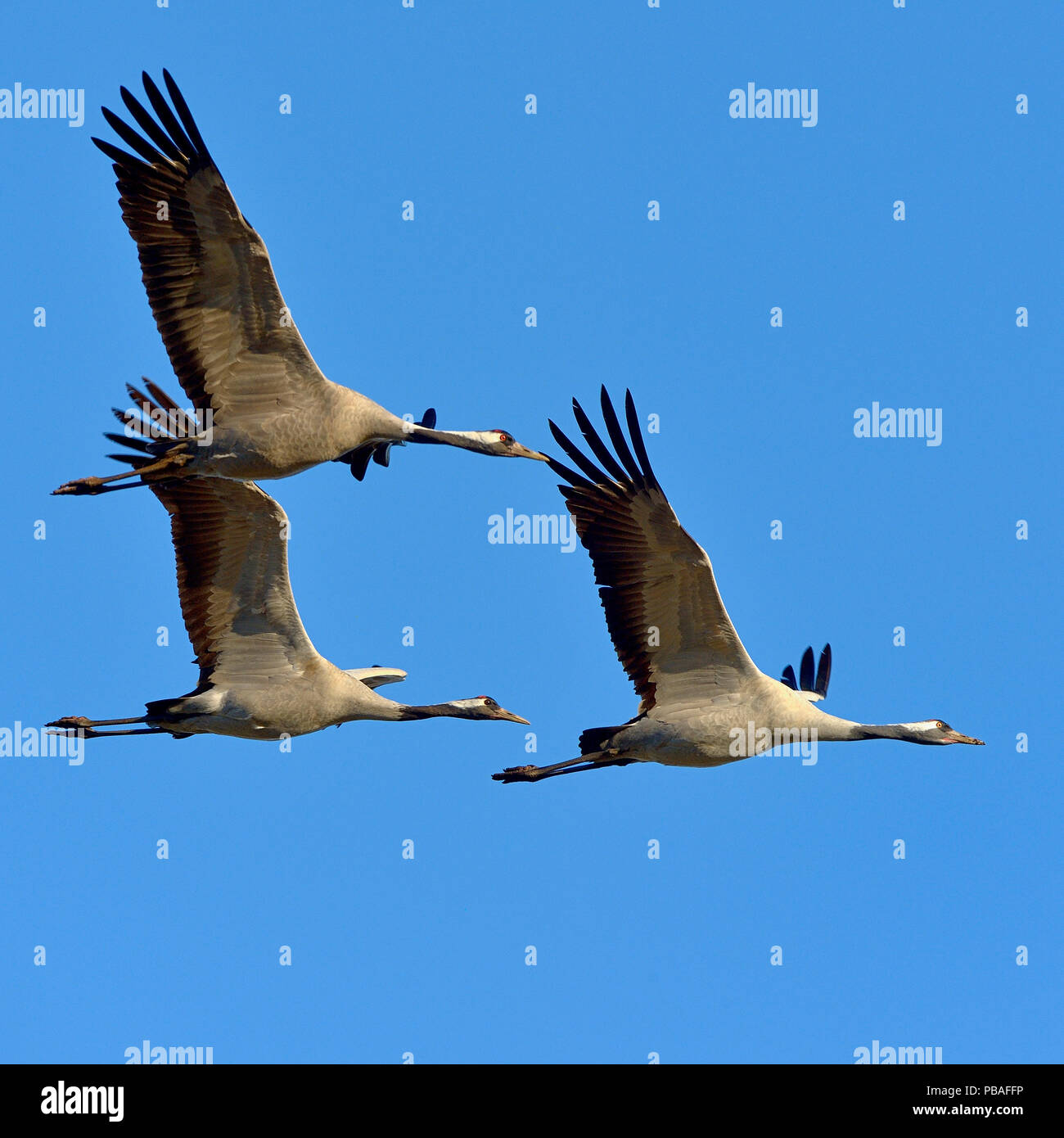 Kranich (Grus Grus) Gruppe von drei im Flug, Hornborgasee, Schweden, April Stockfoto