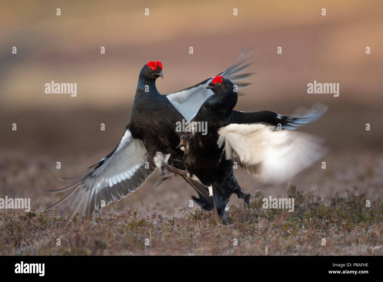 Zwei Birkhuhn (Tetrao tetrix) Männer kämpften bei Lek, Deeside, Cairngorms National Park, Schottland, UK, Mai. Stockfoto