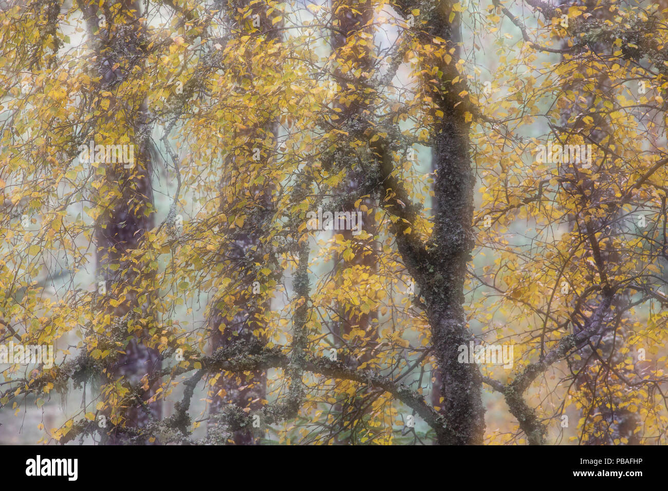 Zusammenfassung der herbstlichen Silber Birke (Betula pendula) Woodland, Cairngorms National Park, Schottland, Großbritannien, Oktober. Stockfoto