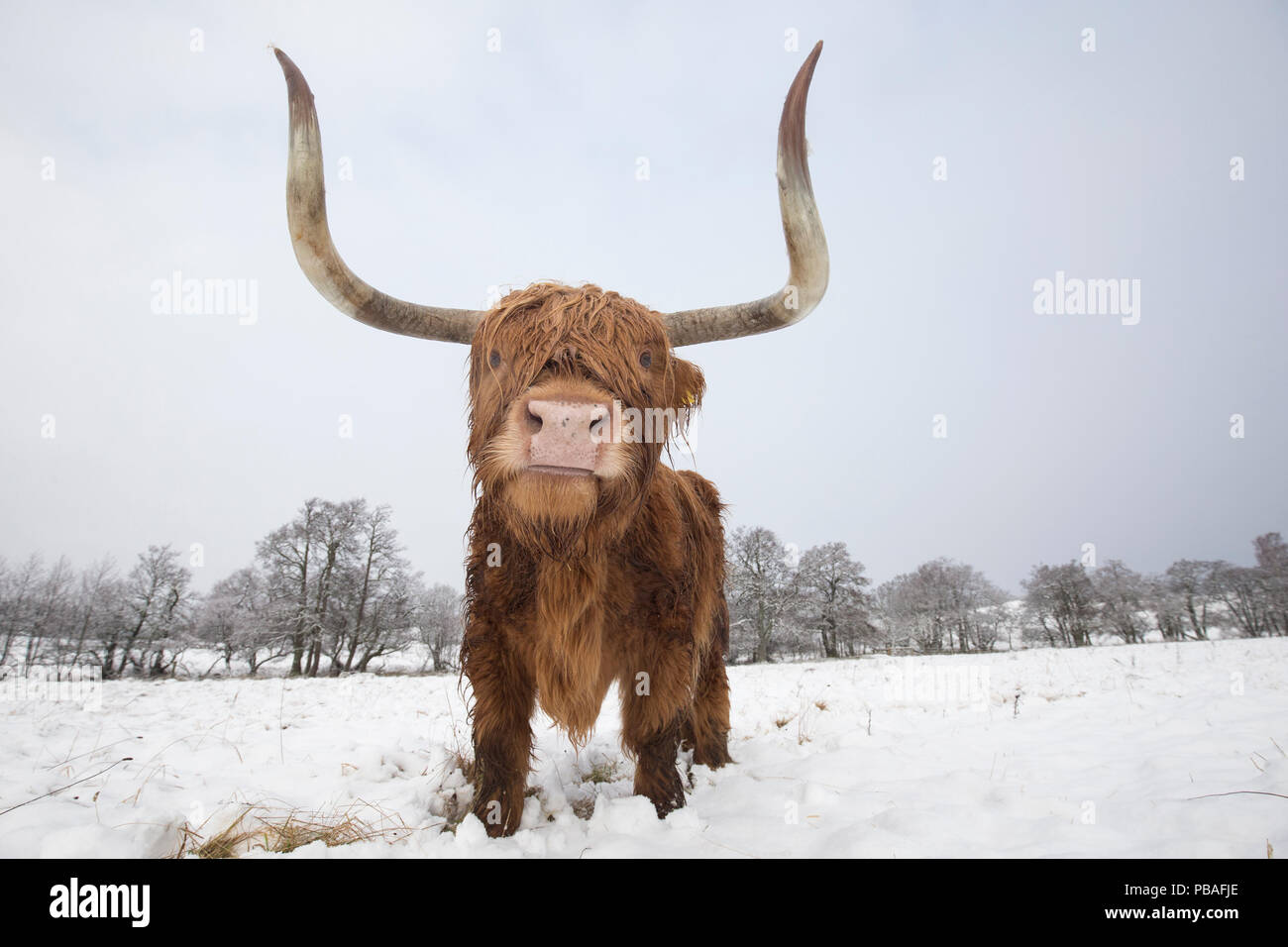 Highland Kuh in Schnee, Glenfeshie, Cairngorms National Park, Schottland, Großbritannien, Februar. Stockfoto
