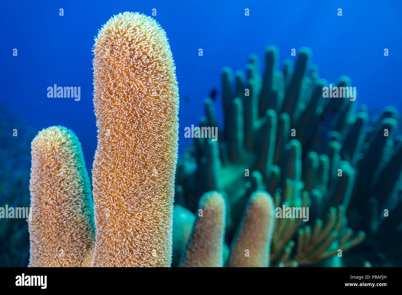 Ein stand der Säule Coral (Dendrogyra cylindrus) wächst an einem Korallenriff, East End, Grand Cayman, Cayman Islands Stockfoto