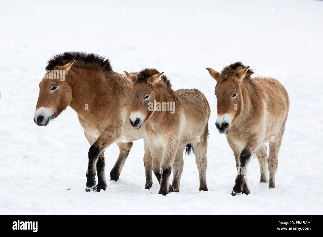 Przewalski's horse oder Wildpferd (Equus ferus Przewalskii), Nationalpark Bayerischer Wald, Deutschland, Januar. Gefangen. Stockfoto