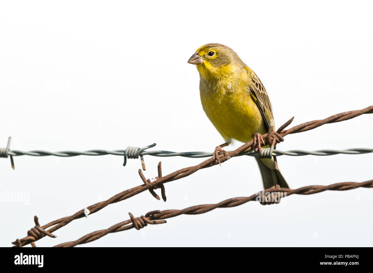 Safran Finch (Sicalis flaveola) auf Stacheldraht, La Pampa, Argentinien Stockfoto