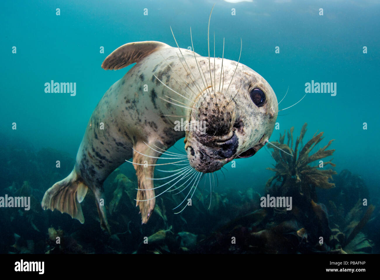 Kegelrobbe (Halichoerus grypus) verspielte junge Dichtung oberhalb einer Kelp Forest. Lundy Island, Devon, UK Bristol Channel, August Stockfoto