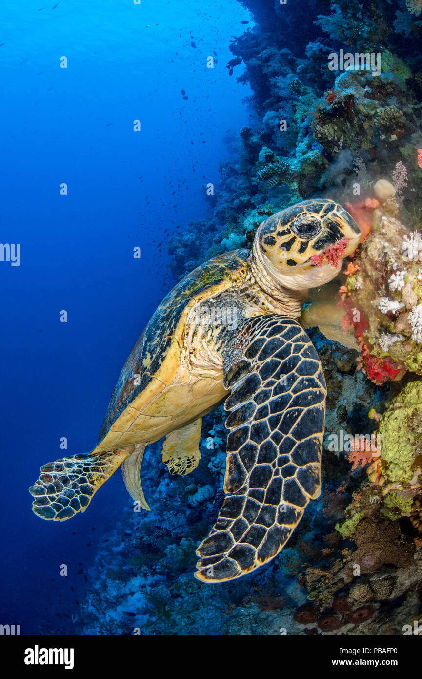 Karettschildkröte (Eretmochelys imbricata) Männliche chomps auf weichen Korallen. Jackson Reef, Sinai, Ägypten. Strasse von Tiran, Rotes Meer. Stockfoto